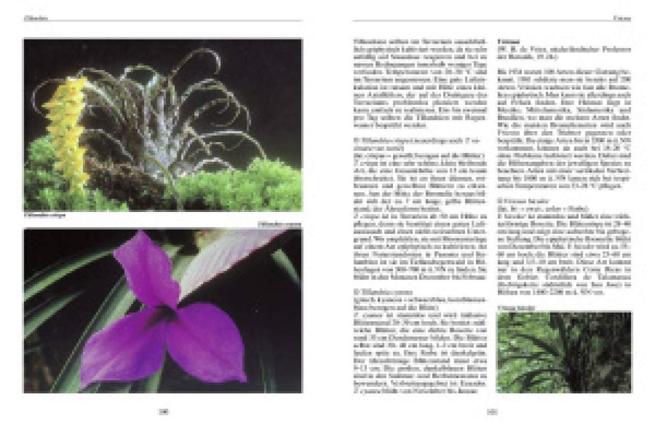 Bromelien, Orchideen und Farne im Tropenterrarium